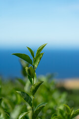 green tea plant against blue sky