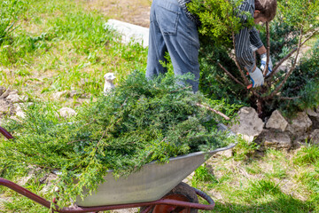 Pruning trees in the garden. Juniper branches after pruning the bush in a garden cart