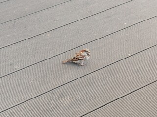 A sparrow sits on the floor of a composite board terrace, watching people and waiting for food