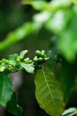 green coffee leaves and beans with water drops