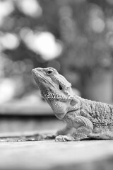 black and white photo of Bearded dragon