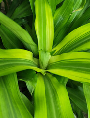 Obraz premium beautiful green leaf background