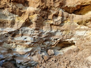 Winter forest trees pine bark young spruce