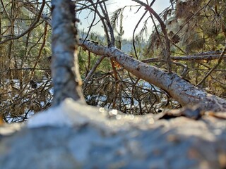 Winter forest trees pine bark young spruce