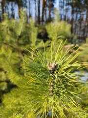 Naklejka premium Winter forest trees pine bark young spruce