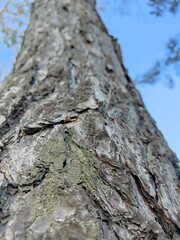 Winter forest trees pine bark young spruce