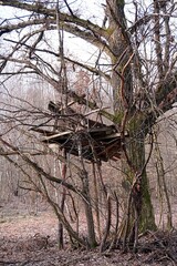 Zrujnowana ambona, obok wielkiego drzewa © Marcin
