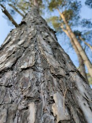 bark on the tree