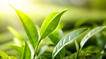 Obraz premium Vibrant Green Tea Leaves Close Up Sunlit