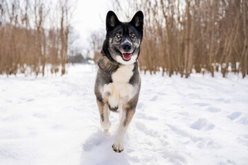 Husky dog in the snow. Siberian husky with blue eyes in winter park. Dog playing outside in the winter, happy snow loving. 
