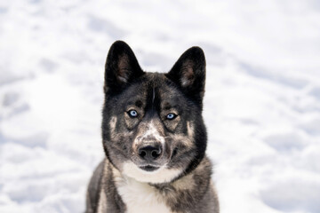 Husky dog in the snow. Siberian husky with blue eyes in winter park. Dog playing outside in the winter, happy snow loving. 