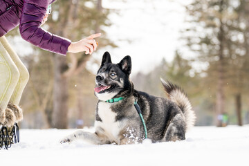 Husky dog in the snow. Siberian husky with blue eyes in winter park. Dog playing outside in the winter, happy snow loving. 