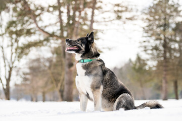 Husky dog in the snow. Siberian husky with blue eyes in winter park. Dog playing outside in the winter, happy snow loving. 
