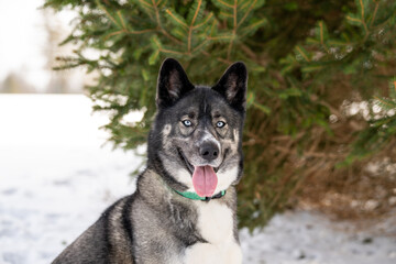 Husky dog in the snow. Siberian husky with blue eyes in winter park. Dog playing outside in the winter, happy snow loving. 