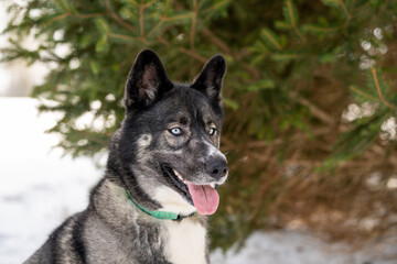 Husky dog in the snow. Siberian husky with blue eyes in winter park. Dog playing outside in the winter, happy snow loving. 
