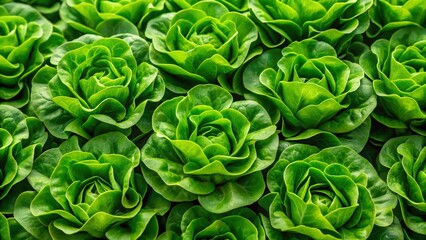 Obraz premium Fresh Green Lettuce Heads: Healthy Food Background Stock Photo