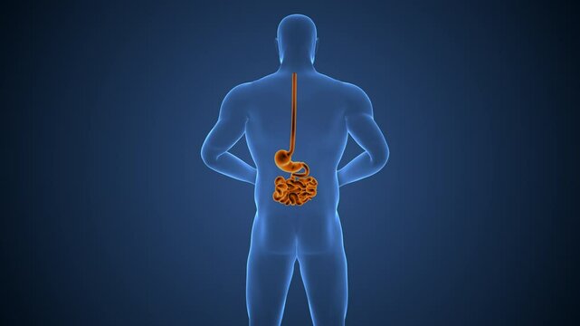 Medical background of the human stomach Pain