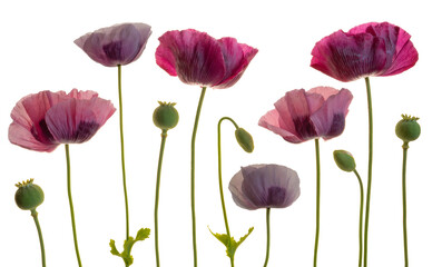 Fototapeta premium Set of opium poppies