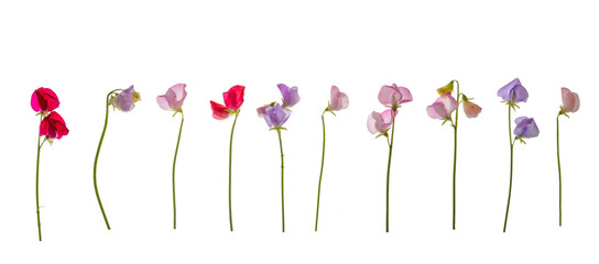 Sweet pea group