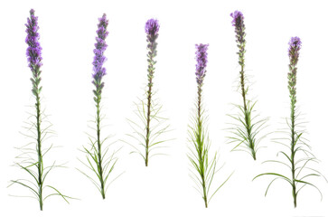 Liatris spicata grouping (common name Gayfeather)