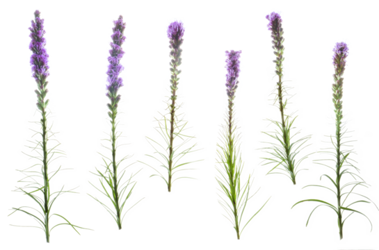 Liatris spicata grouping (common name Gayfeather)
