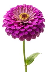pink dahlia flower isolated
