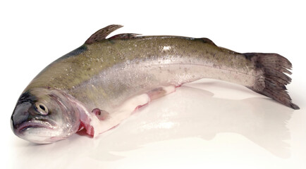 Fresh Fish - Trout on white Background