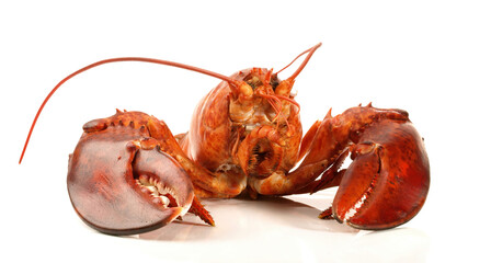 Crustacean - Lobster  on white Background