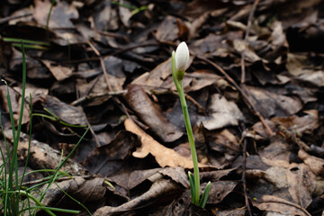 Closed snowdrop flower emerging from the forest floor, surrounded by last year's brown leaves. Early spring, renewal, hope, the awakening of nature after winter. Seasonal change and new beginnings.