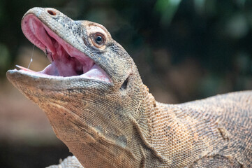 close up of iguana