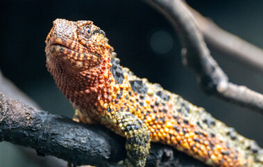 Fototapeta premium lizard on a branch