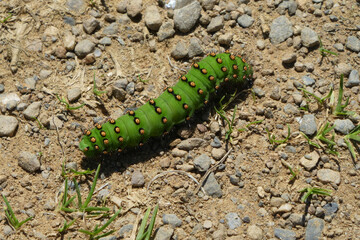 catterpillar