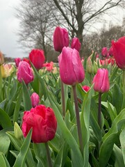 Flores - Keukenhof
