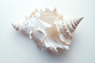 Obraz premium Craft a modern rendering of a solitary seashell against a pristine white backdrop, emphasizing intricate details and soft, natural colors
