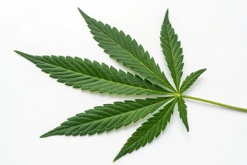 Close-Up Top View of Green Cannabis Leaves Isolated on White Background for Natural Imagery