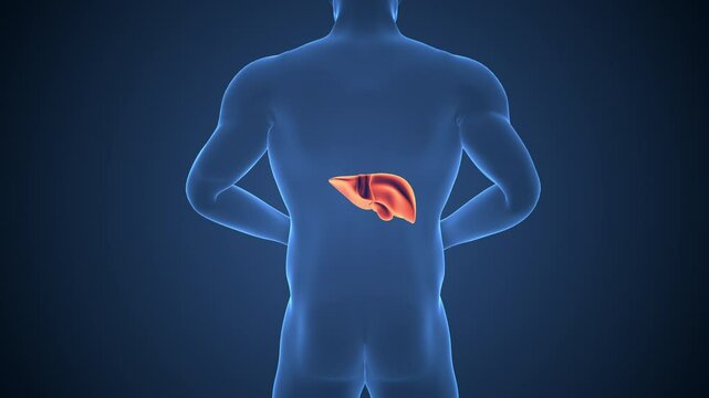 Medical background of the human Pancreatitis pain