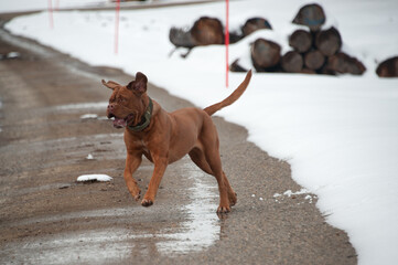 Dog de bordeaux dans la neige. Un beau chien en hiver
