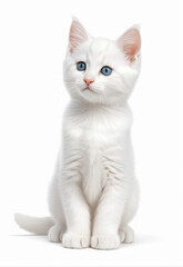 Obraz premium Cute windy white kitten without picking elements