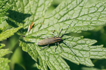 Agapanthia dahli villosoviridescens, also known as the golden-bloomed grey longhorn beetle