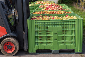 Forklift carries crates of fruit. Many apples in container