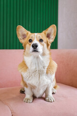 Beautiful corgi on a pink sofa