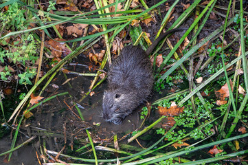 Coypu, giant river rat eating vegetation in the River Onyar, Girona, Spain. The coypu is an invasive rodent species