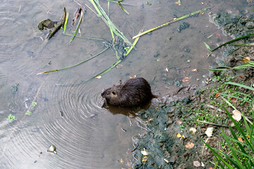 Coypu, giant river rat eating vegetation in the River Onyar, Girona, Spain. The coypu is an invasive rodent species