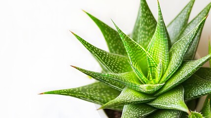 Fototapeta premium Closeup Green Aloe Vera Plant Succulent Botany