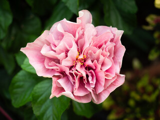 light pink hibiscus flower