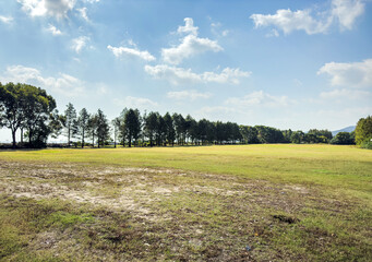 Tranquil Meadow Surrounded by Lush Trees Under a Clear Sky