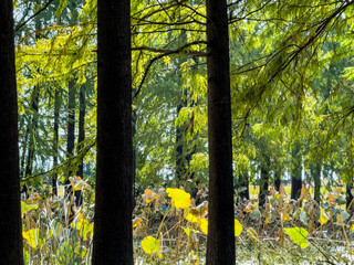 Serene Autumn Scene with Lush Greenery and Golden Leaves