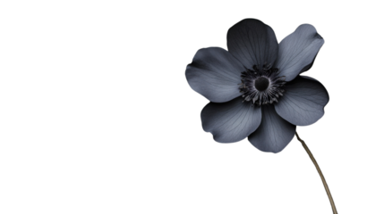 Dark blue anemone flower with transparent background for easy isolation
