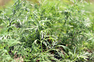 The picture shows green leaves of a dill plantation.