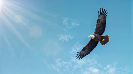 Obraz premium Eagle soaring high against a blue sky. Freedom in nature's expanse. Powerful bird in flight, wings spread. Symbol of strength and independence.